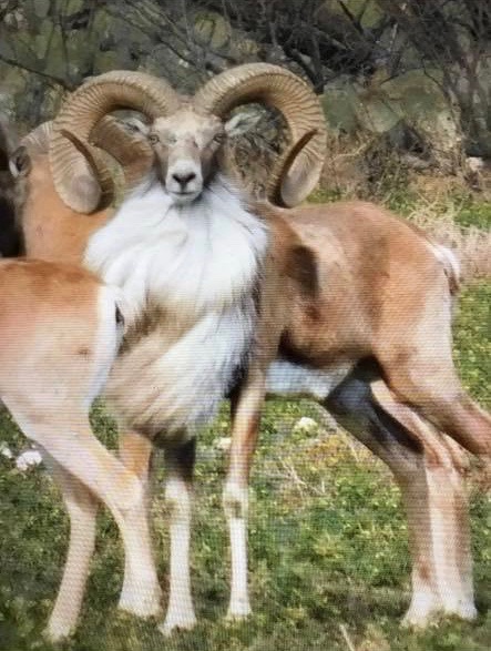 Book Your Transcaspian Urial Hunt Today