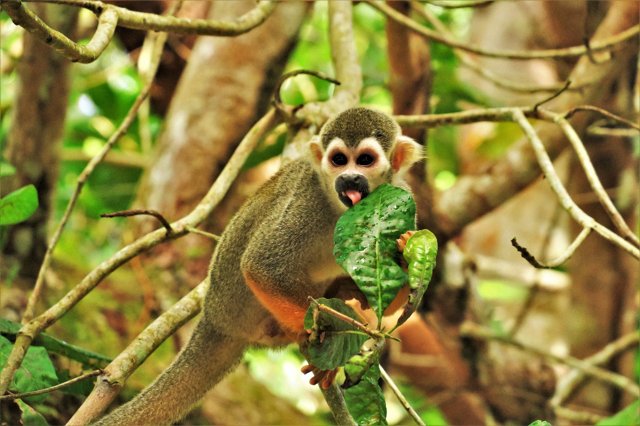 Dick's dieren in Suriname: de verschillende apen soorten