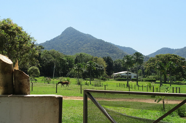 Fazenda da Reserva Botânica, pupunheira do lado esquerdo, cavalo, casa de fazenda, montanha e árvores