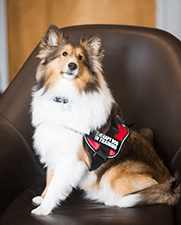 Emerson Stern, "Sonny" - CT-ENT Therapy Dog