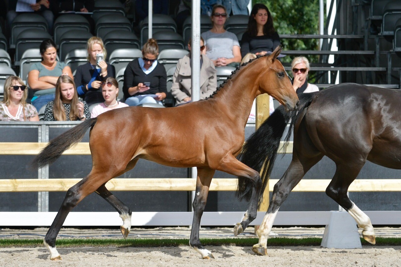 Manege de Prinsenstad | News | EDS-PRINSENSTAD Veulenveiling