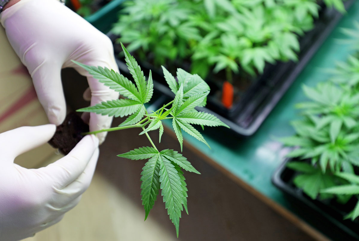 Holistic Relief By Design Clean Cannabis