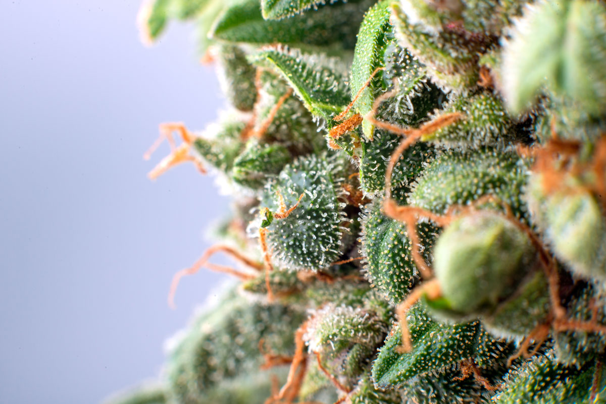 Holistic Relief By Design Ethical Cannabis