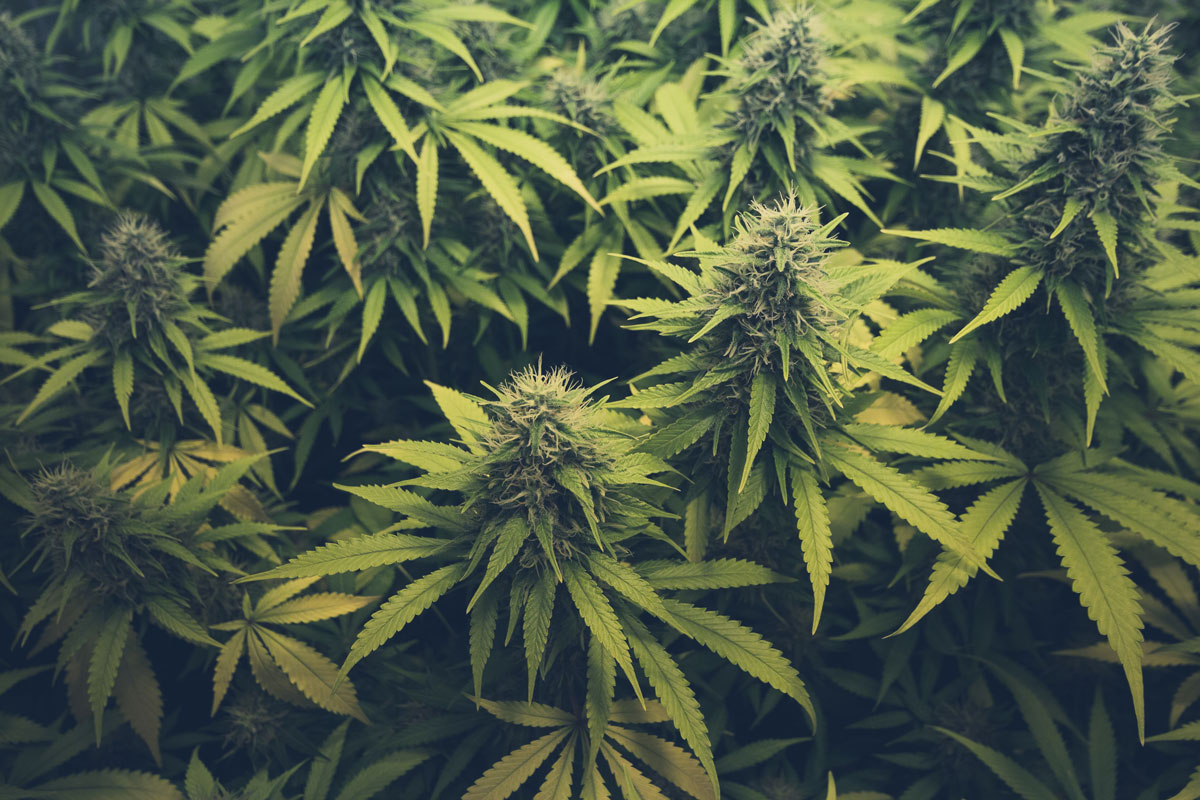 Holistic Relief By Design Committed Cannabis
