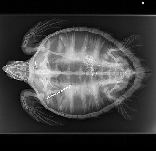 Saving Eden News Wild Life Vets International