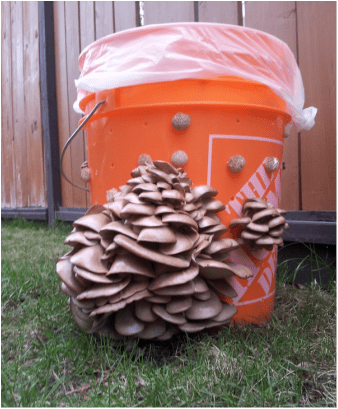 Fungi Perfecti Oyster Mushroom Workshop