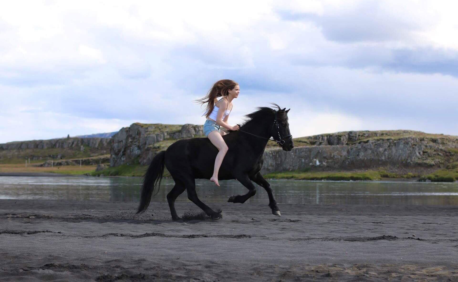 Buy Horse Icelandic riding pictures picture trends Buy Horse Icelandic riding pictures pictures trends