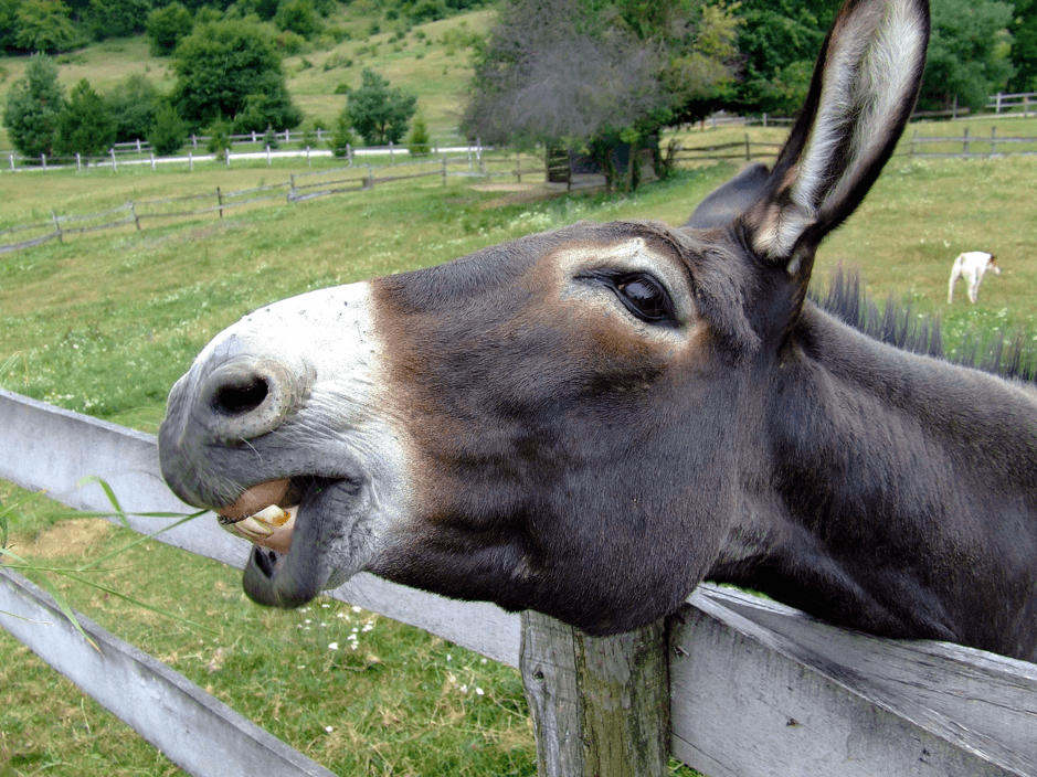 donkey at ferring country centre
