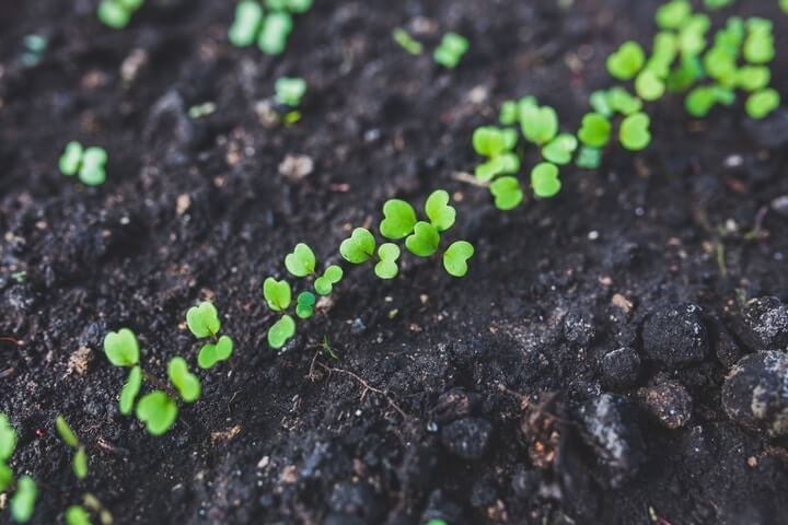 manageable gardening for elderly
