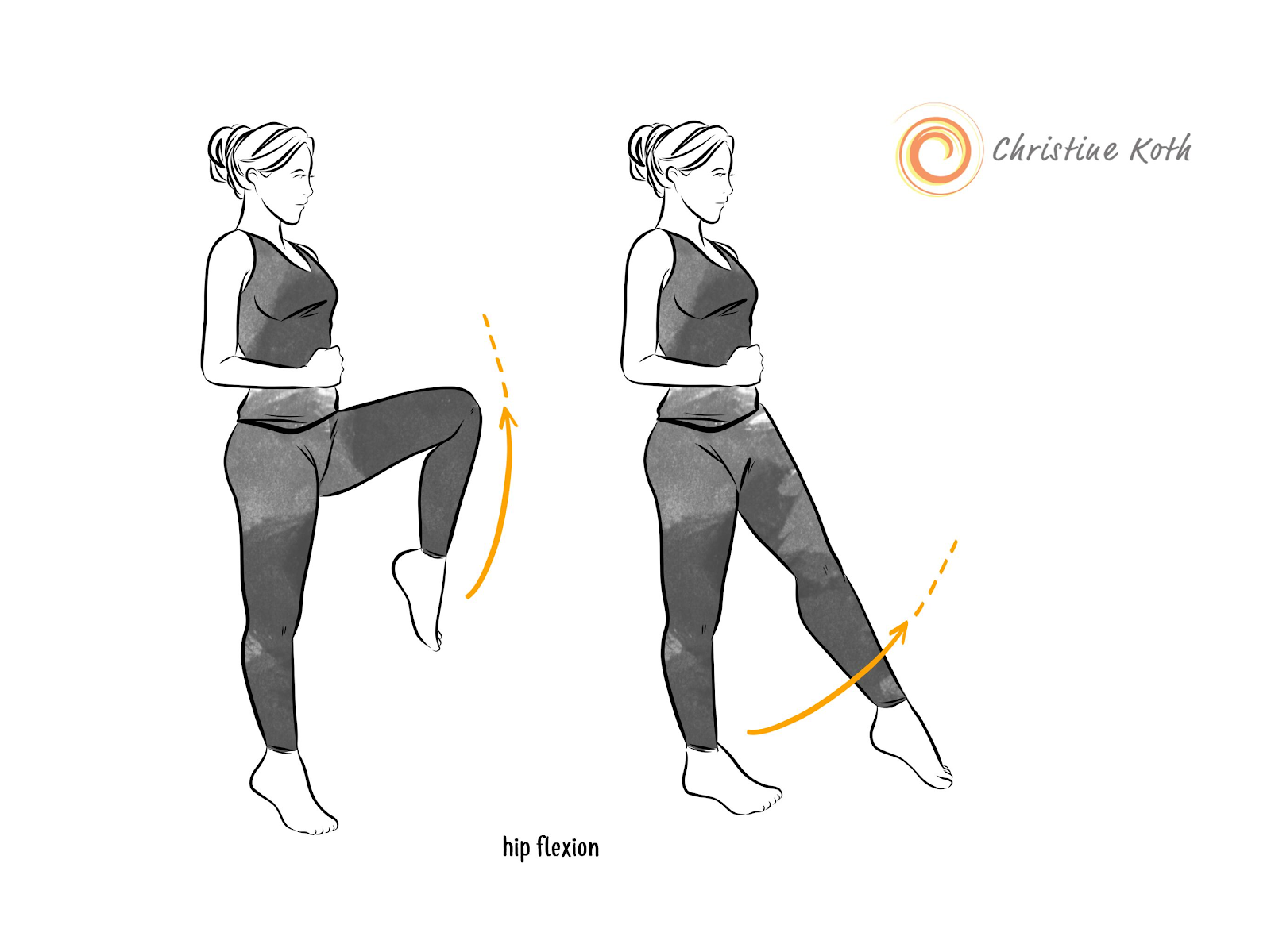 What is the Hip Flexor Muscle