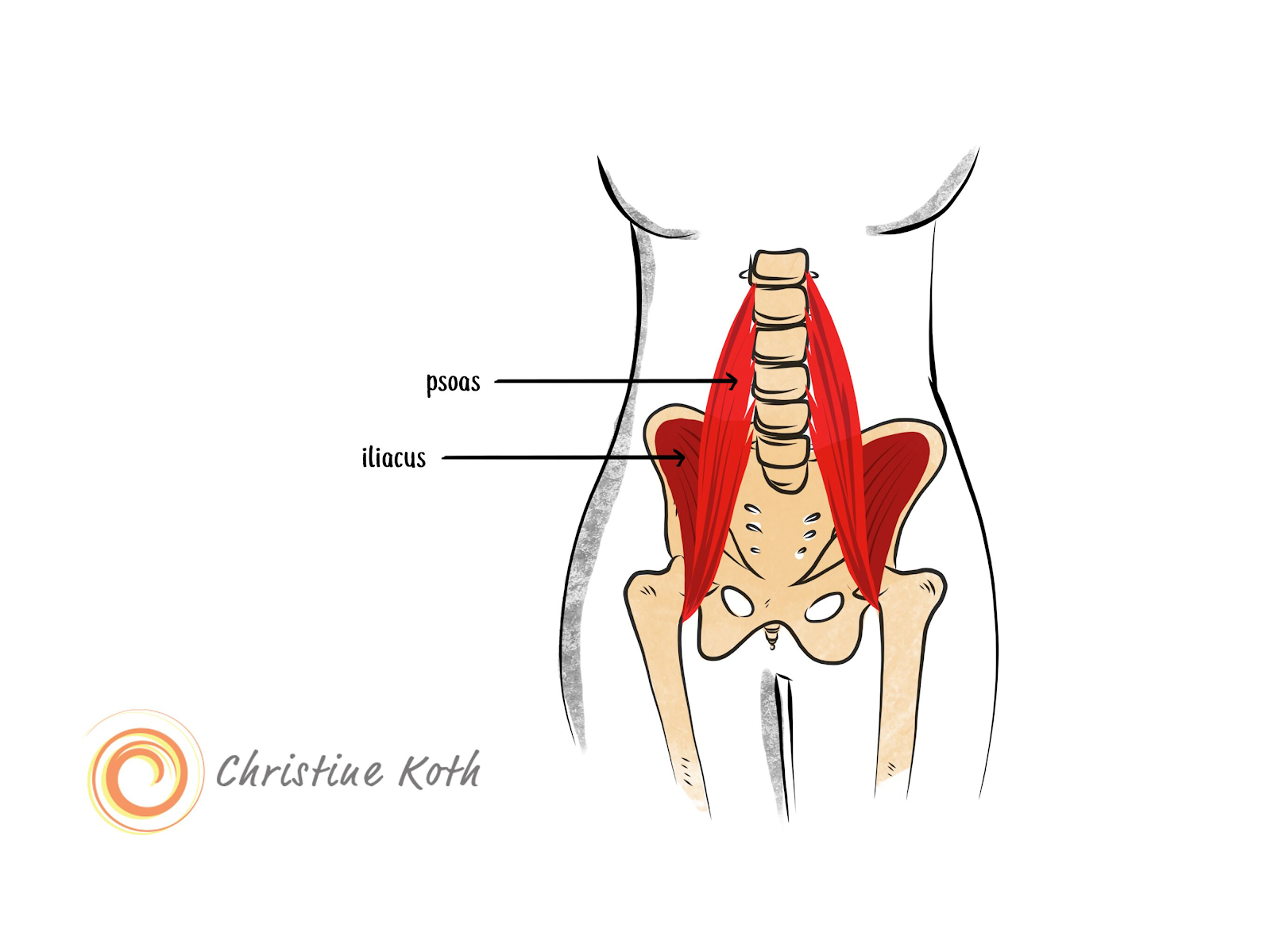 iliopsoas ilacus psoas anatomy