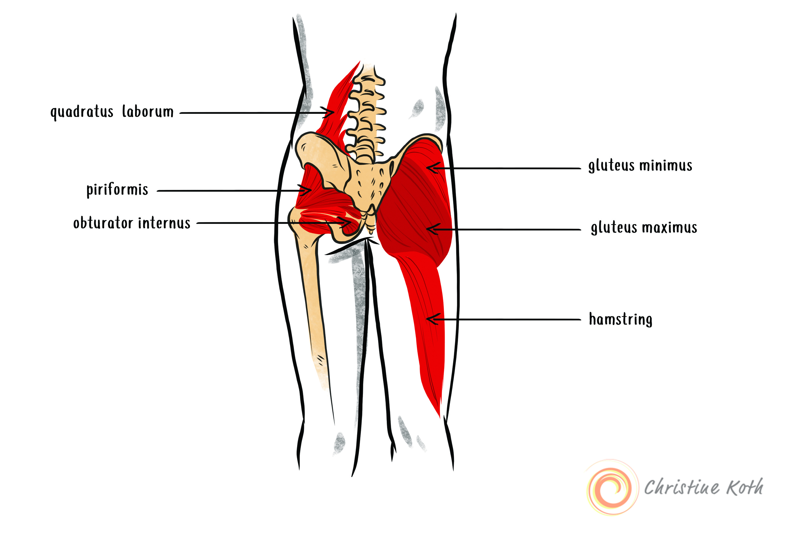 Antagonists of the iliopsoas on the back of the body