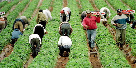 Department of Labor Sues Arizona Farm for Violating the Rights of Farm Workers
