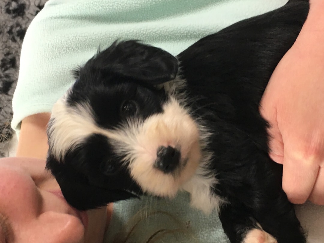 puppies