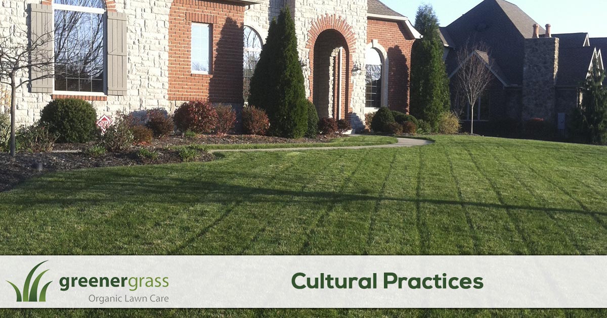 How to care for your lawn