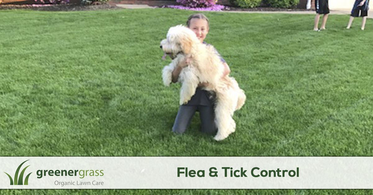 Flea & Tick Control Services in Canton, North Canton, and Green Ohio