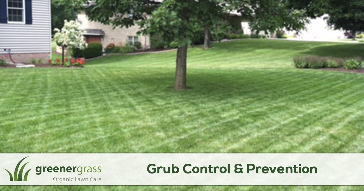 Grub control service in Canton, North Canton, and Green Ohio.