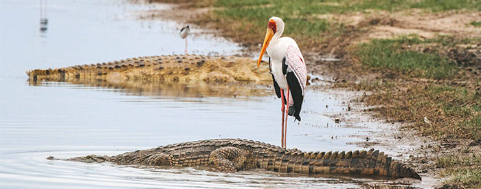Stork and crocodile Siwandu