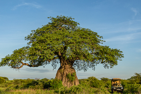 Siwandu boating safari