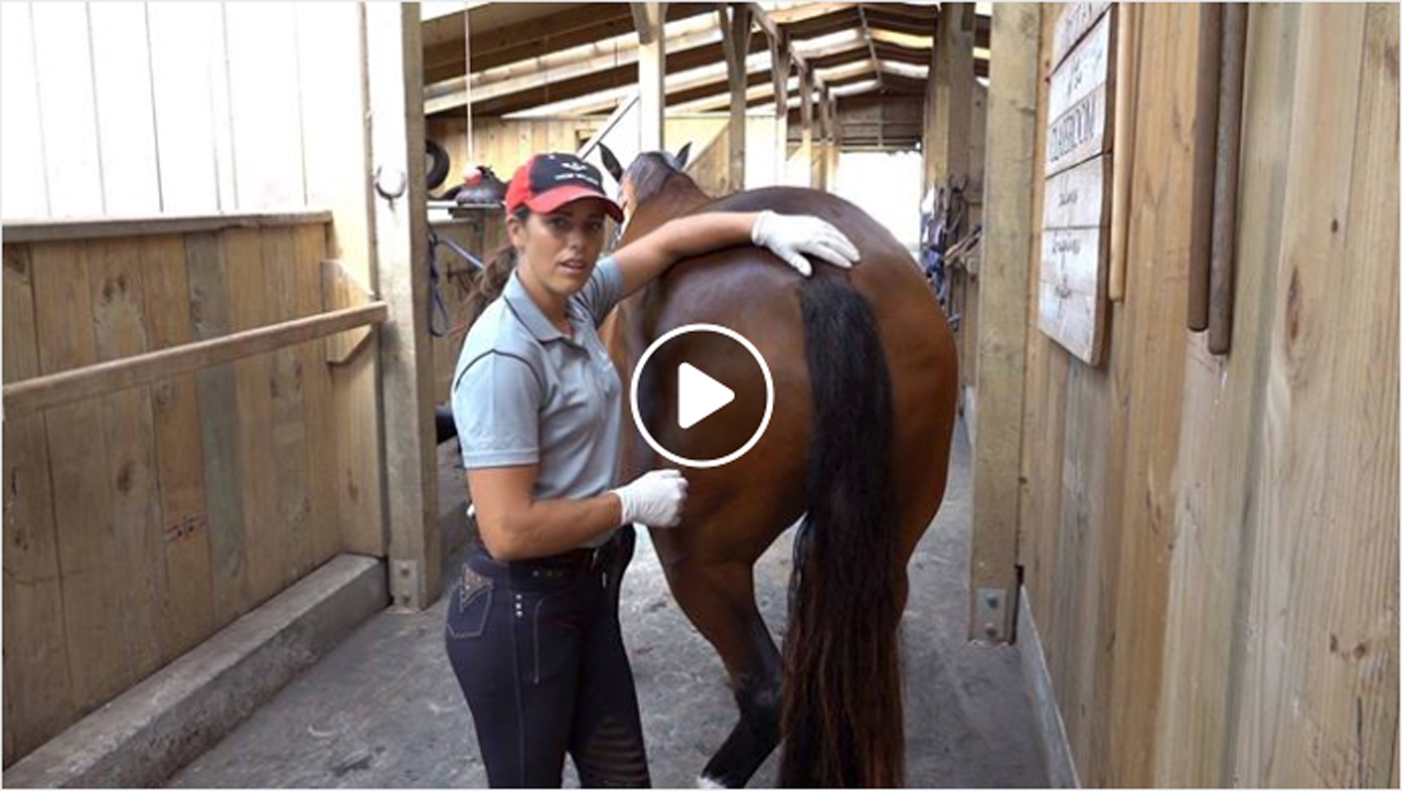 Good Hygiene The Mare Bean