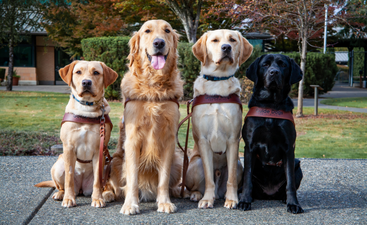 guide dogs for the blind