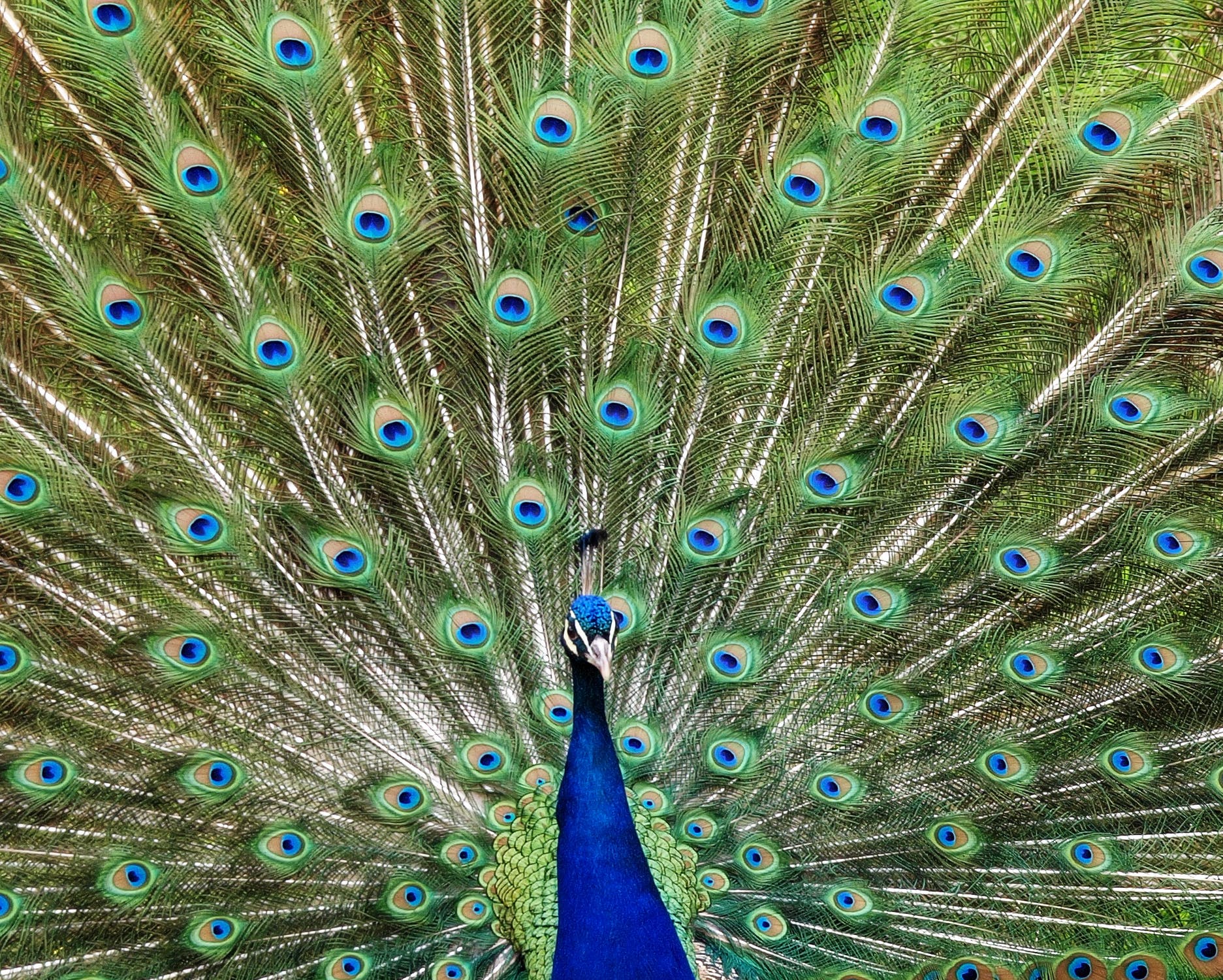 Peacock vs Roku; TikTok’s US Clock Ticking; Peloton Eying Larger TAM