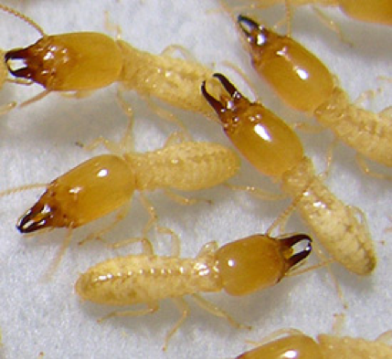 how to get rid of termites