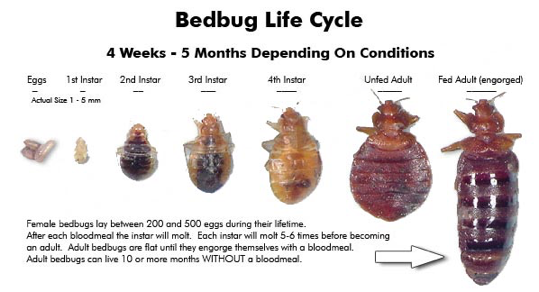 bed bug life cycle