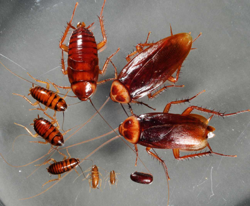 cockroach facts