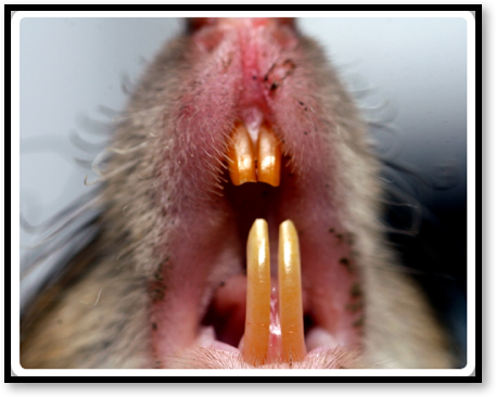 rodent control tips