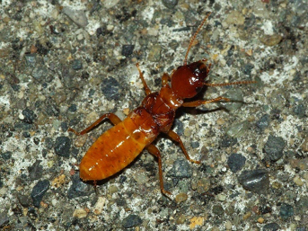 termites facts
