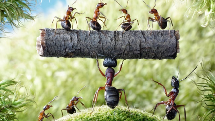 getting rid of ants