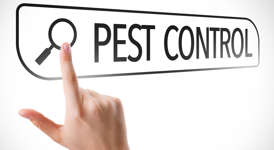 choosing a pest exterminator in Singapore