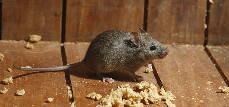 rodents