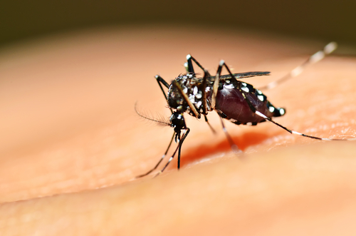 mosquitoes