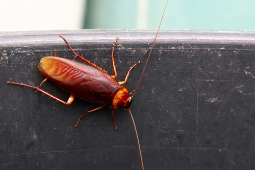 cockroach