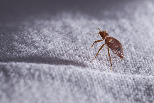 bedbugs