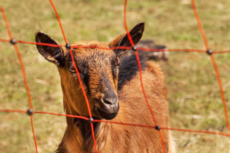 Electric Fencing Products