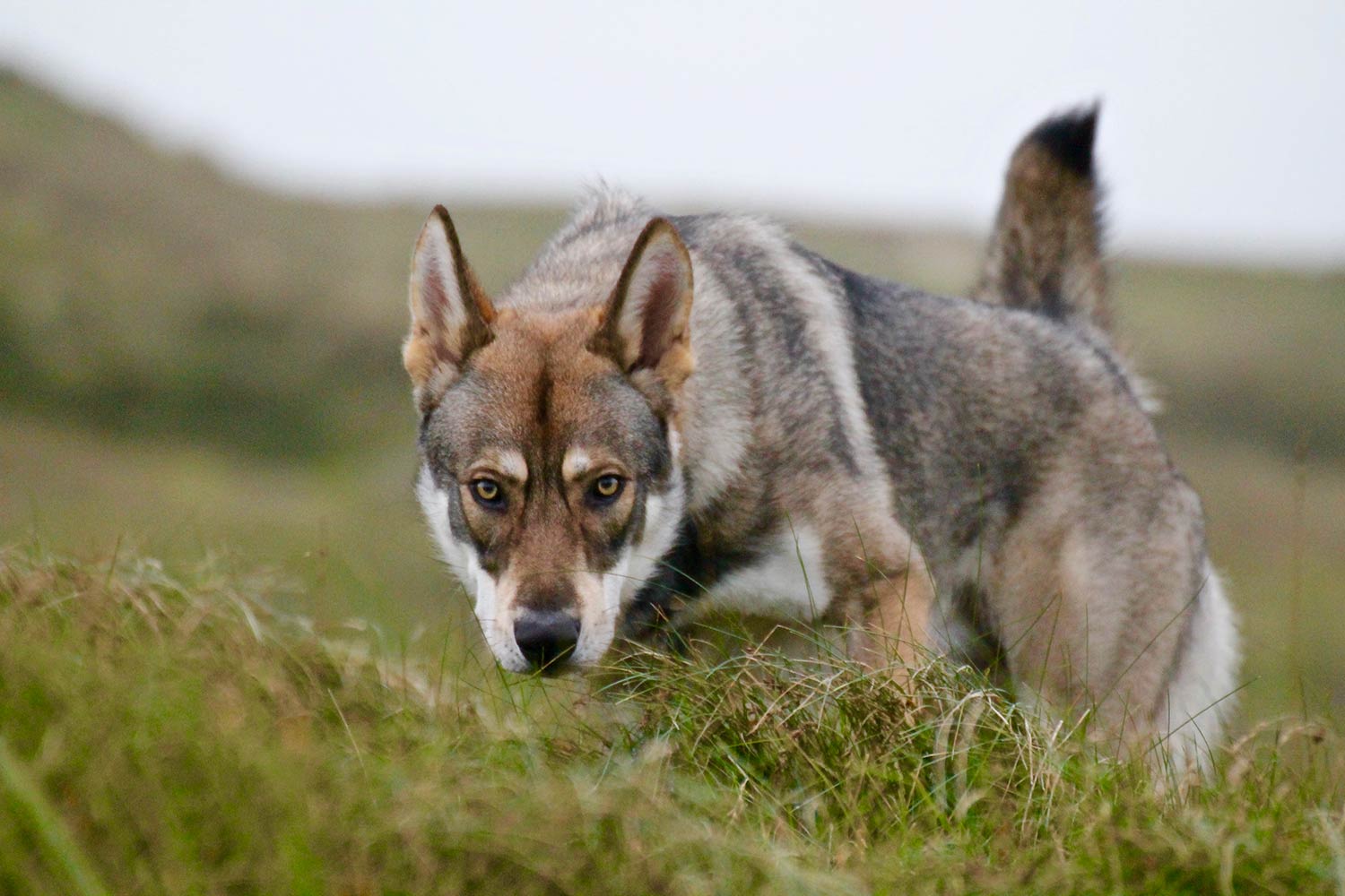 saarloos wolfdog breeders