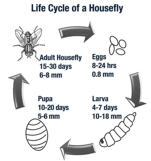 45 insect larva crossword