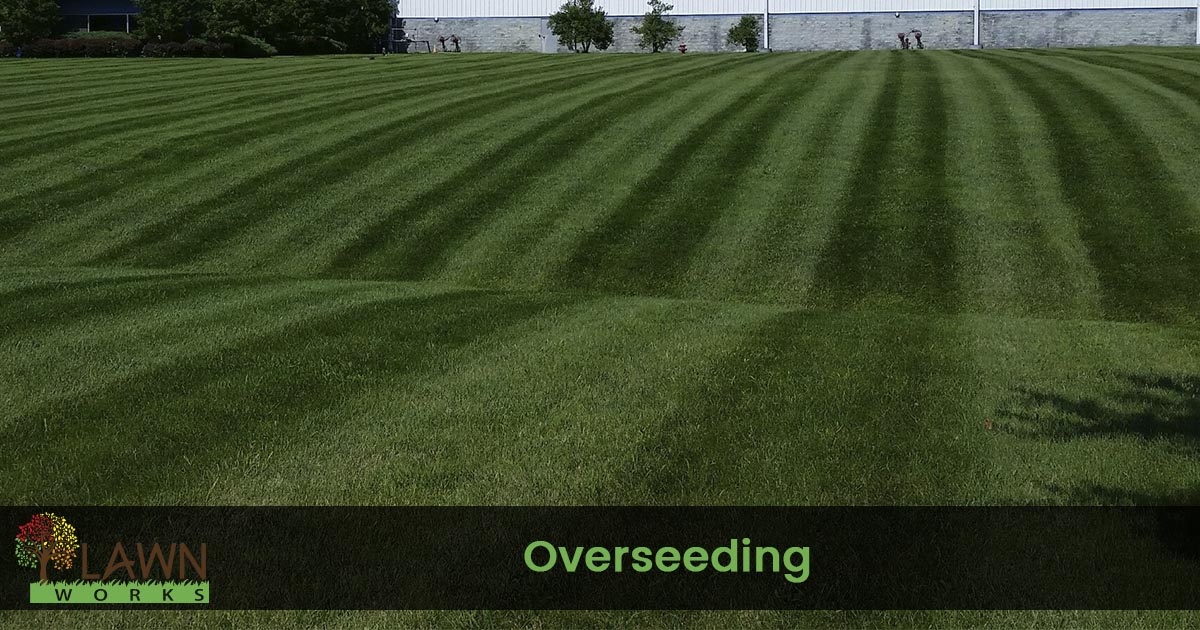 lawn over seeding