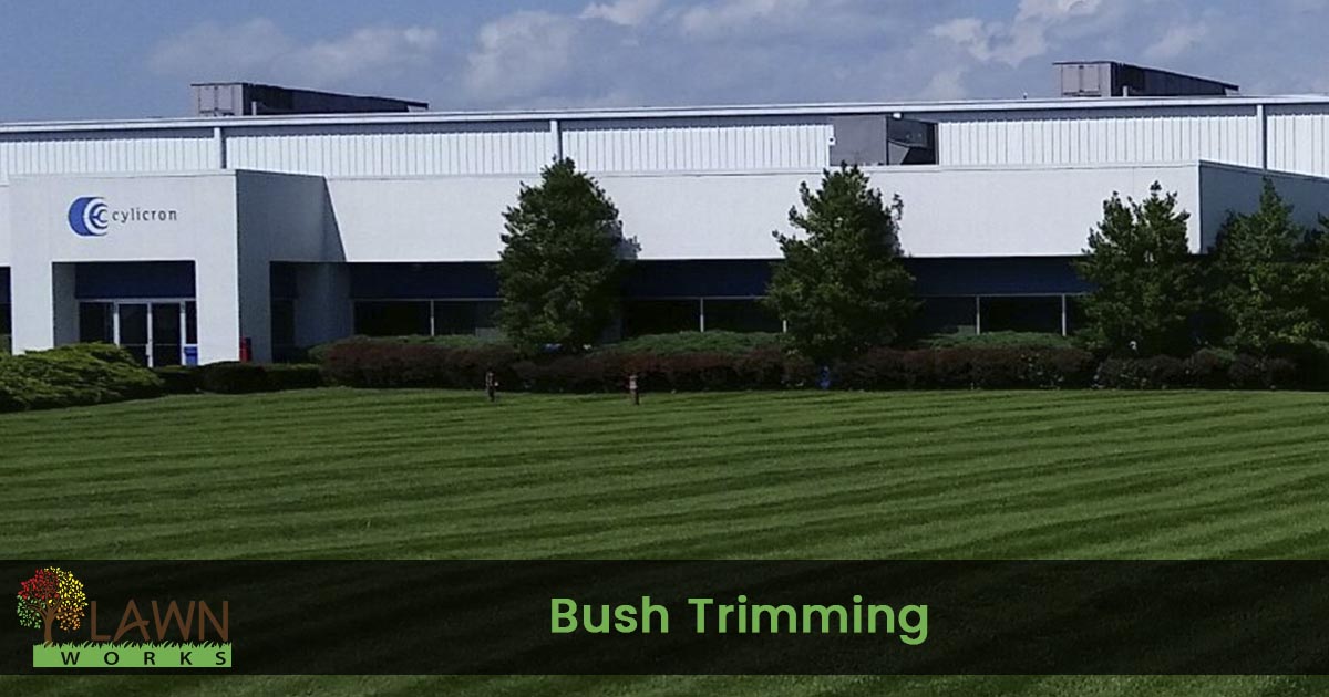 bush trimming service