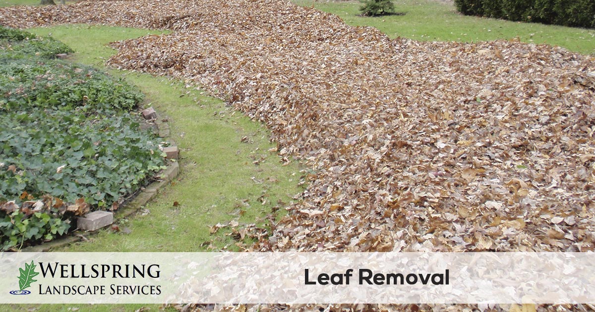 leaf clean up and removal service