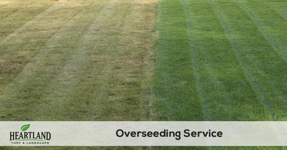 grass seeding service
