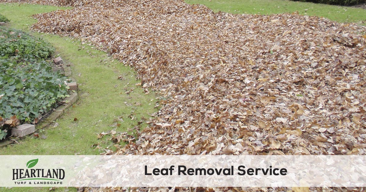 leaf clean up and removal service