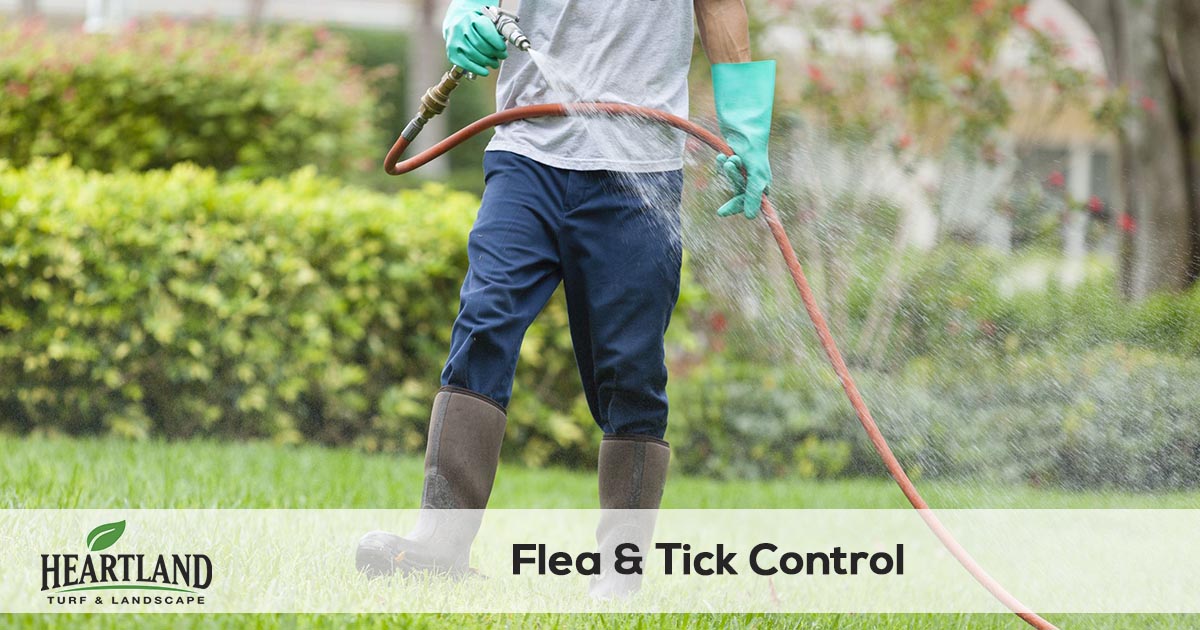 flea and tick spraying service