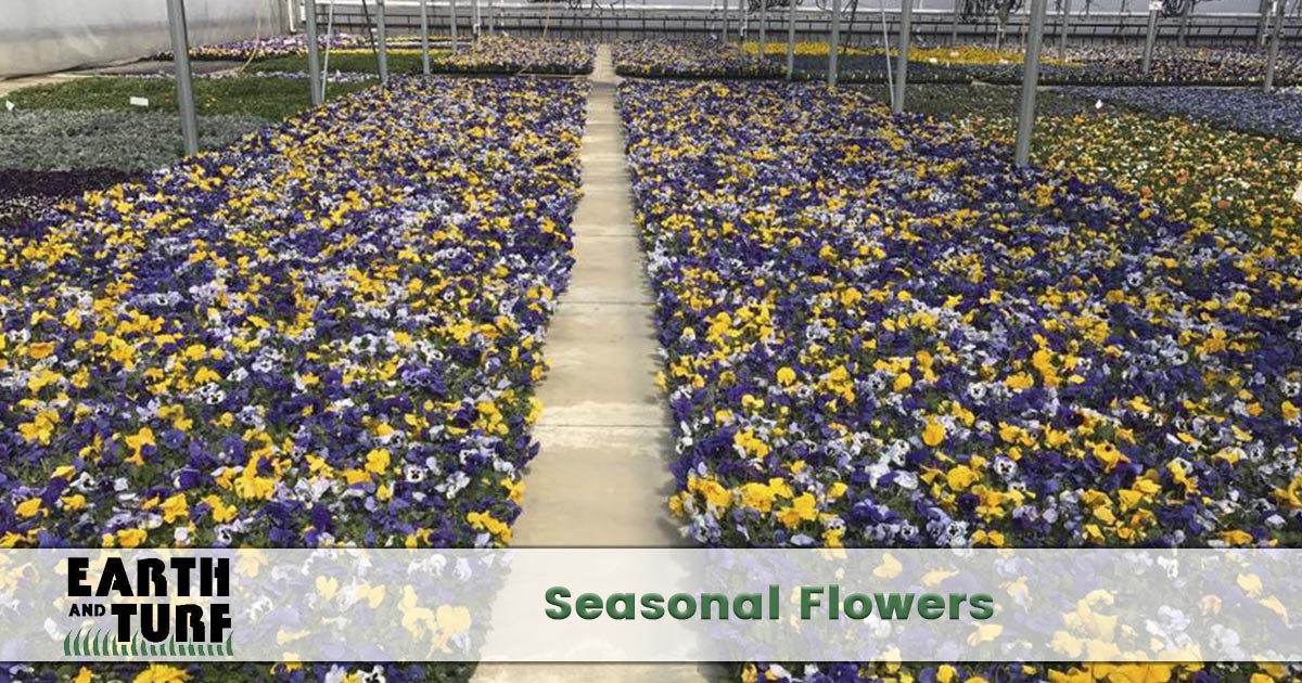seasonal flower planting service