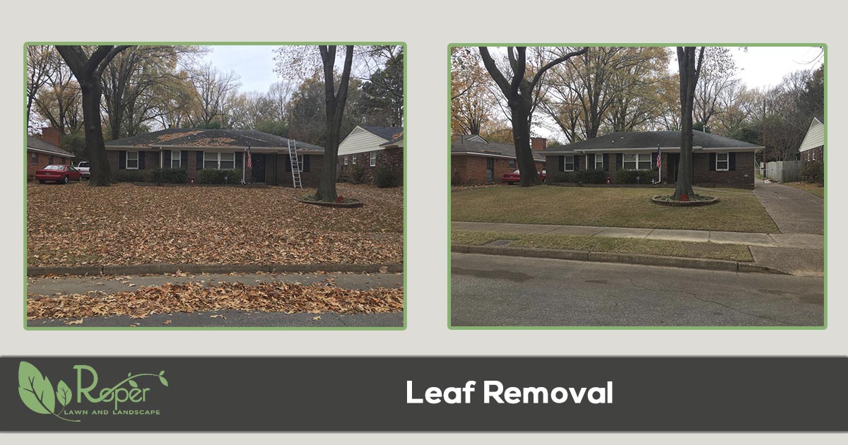 Leaf removal service