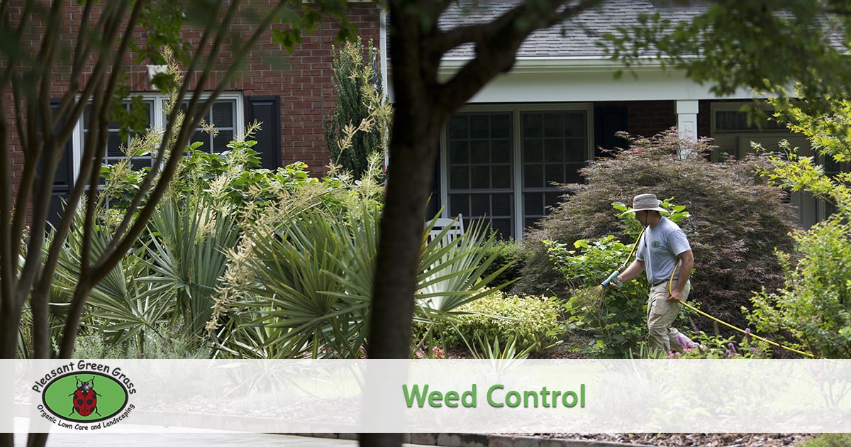 Weed Control Pleasant Green Gr Green Gr Is The Best Option For Health Of Your Lawn We Offer Care Services In Apex Cary Carrboro Chapel Hill Durham Hillsborough