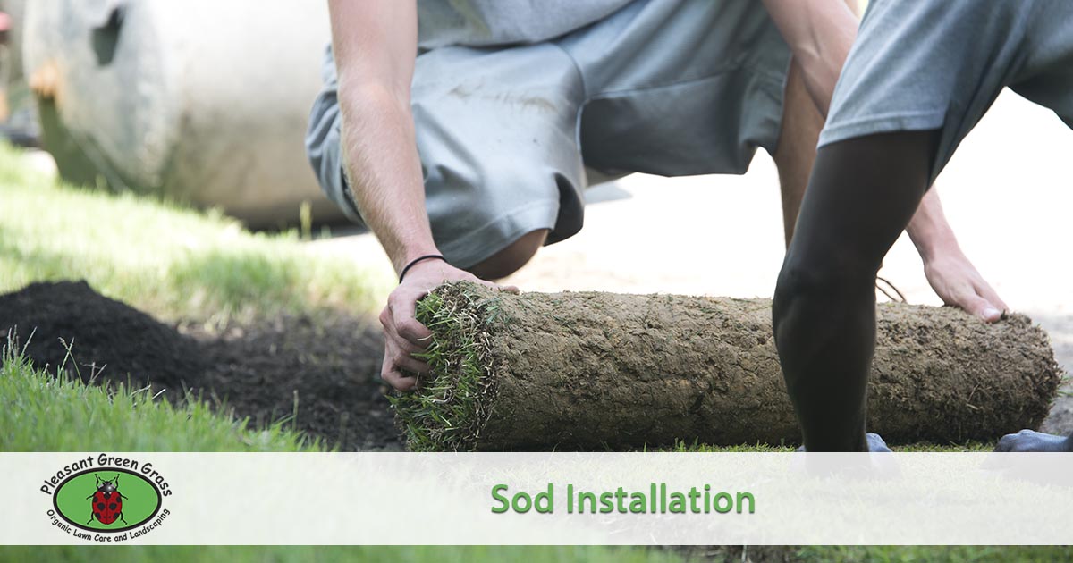 Sod Installation